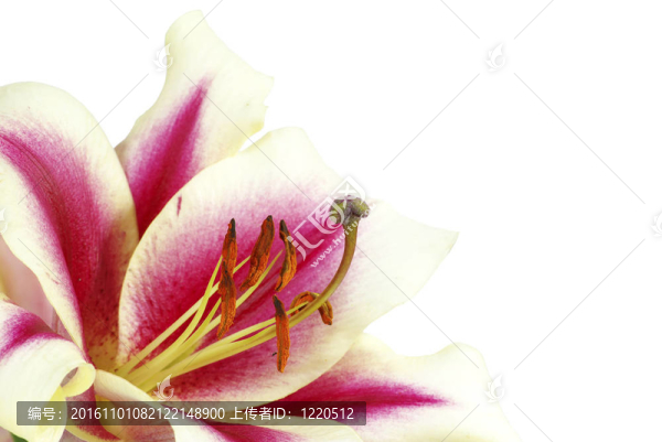 莉莉
