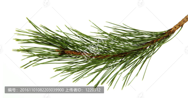 松樹枝的圖像；孤立的；在白色背景上