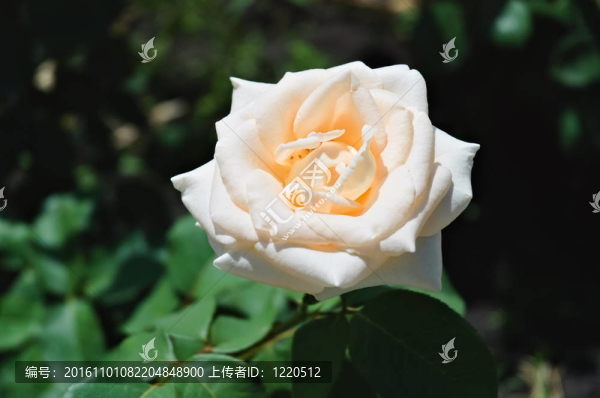花園里的白玫瑰