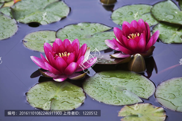池塘里盛開著粉紅色的百合花；云朵和太陽