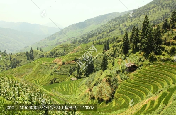 水稻梯田