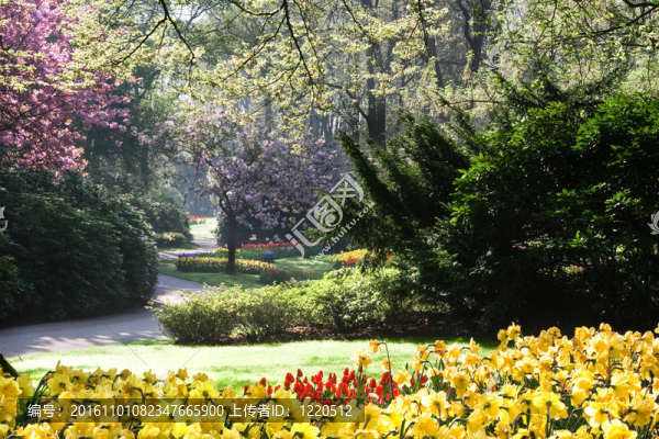 盛開(kāi)的公園里的春天
