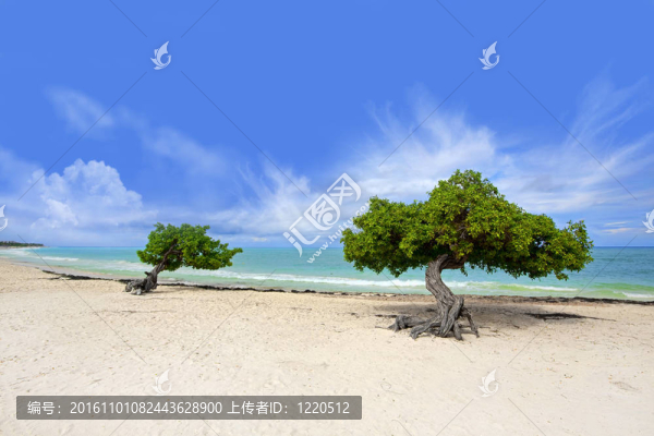 這棵樹
