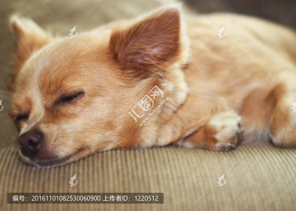 沉睡的奇瓦瓦
