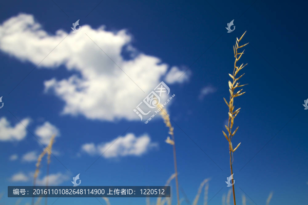 長葦草與藍(lán)天白云完美對抗