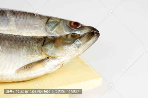白色背景上腌制的鯡魚
