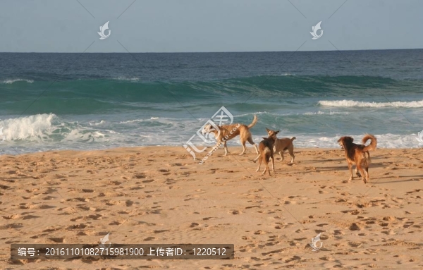 流浪狗