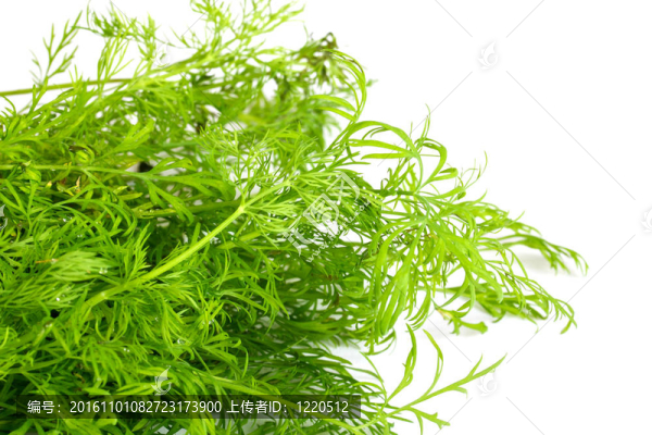 在白色背景的蒔蘿