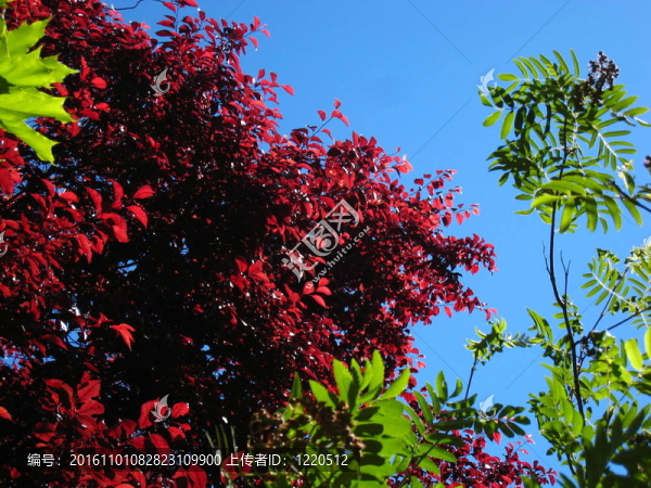 紅葉在一棵永遠(yuǎn)紅的樹上，而不是秋天