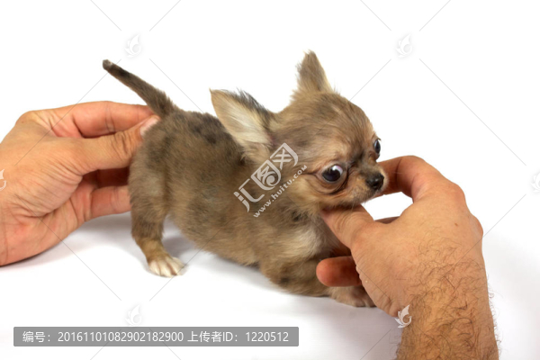 小奇瓦瓦的小狗