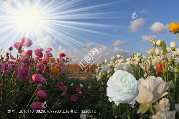 華麗的白色的花