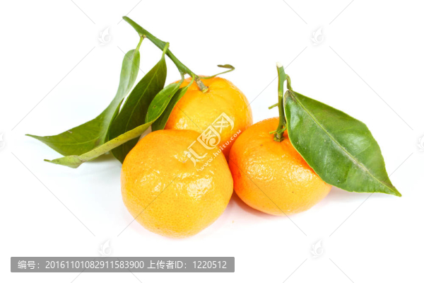 普通話與綠葉隔離