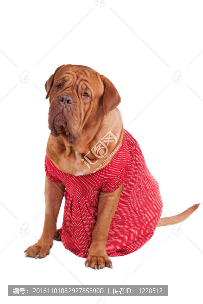 狗是波爾多獒犬紅色浪漫連衣裙孤立在白色背景坐