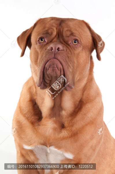 小狗的波爾多犬畫像（法國獒犬）品種的分離