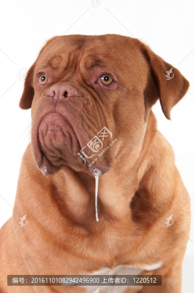 波爾多獒犬品種的狗在一旁看孤立在白色背景