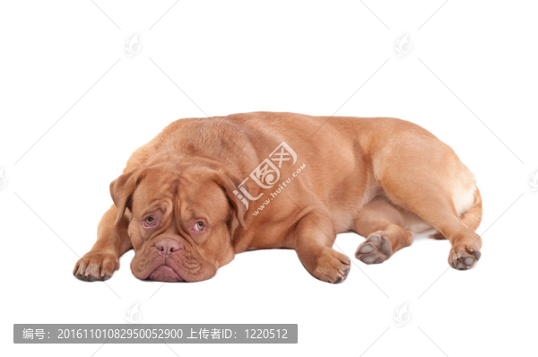 波爾多獒犬品種的狗放在地板上孤立在白色背景