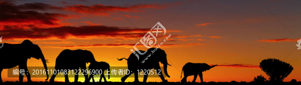 大象