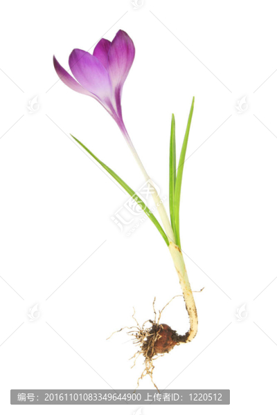 番紅花