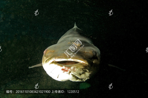 海鱺魚