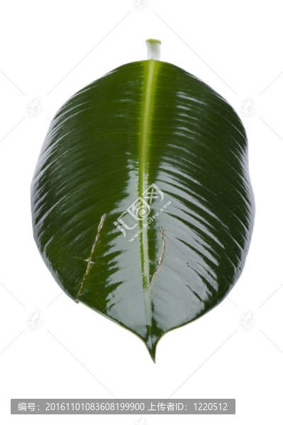 葉