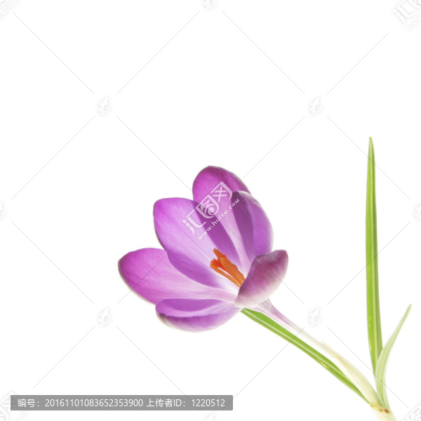 番紅花的花