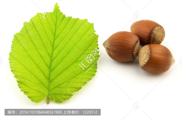 榛子葉