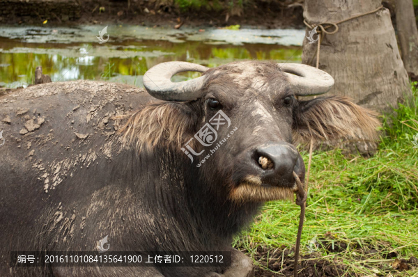 水牛