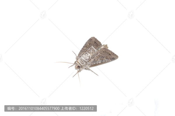 White上的一個(gè)蛾
