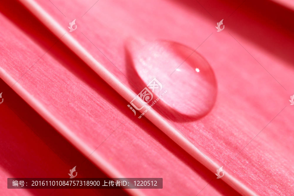 非洲菊