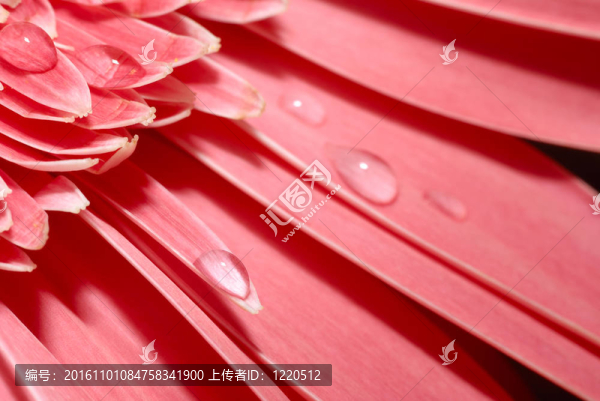 非洲菊