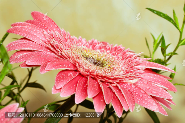非洲菊