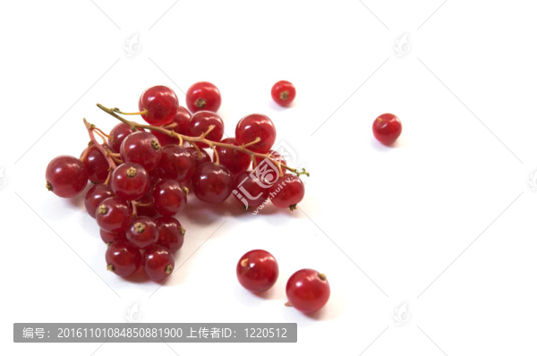 紅醋栗