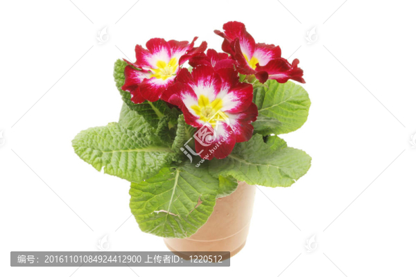紫色的報(bào)春花