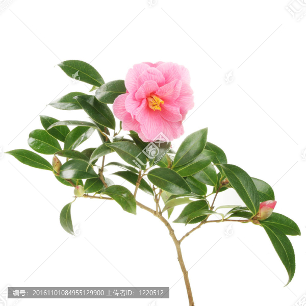 Camellia分公司