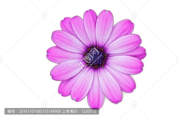 瑪格麗特特寫