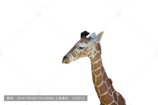 年輕的長頸鹿