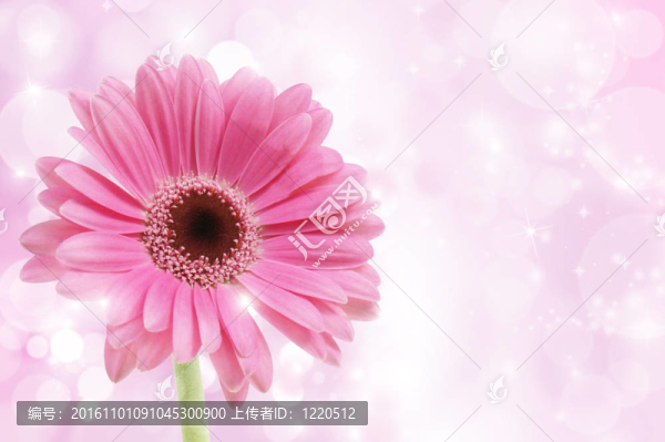 粉紅色的鮮花