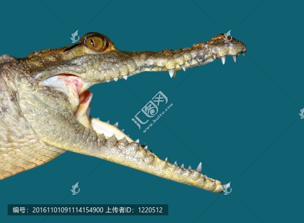 鱷魚臉肖像宏觀細(xì)節(jié)孤立在藍(lán)色