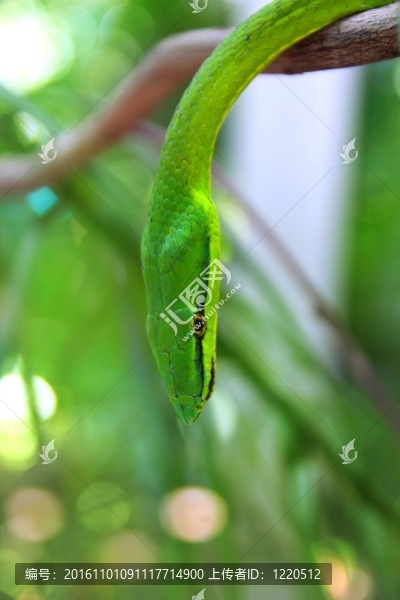 綠鸚鵡leptophis綠瘦蛇