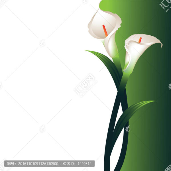 背景White,Callas