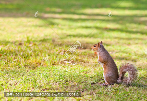 公園里的松鼠-匯圖網(wǎng) www.fosd68.com 公園里的松鼠