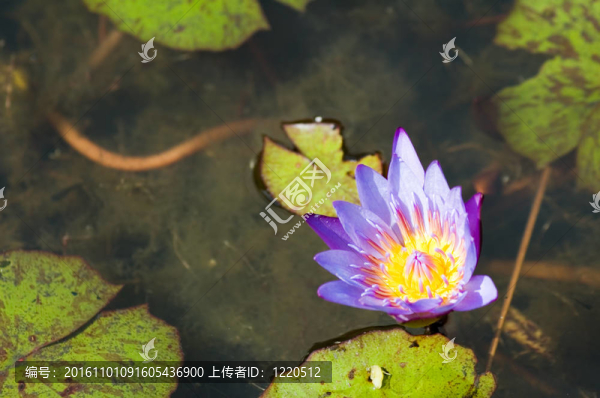 蓮花