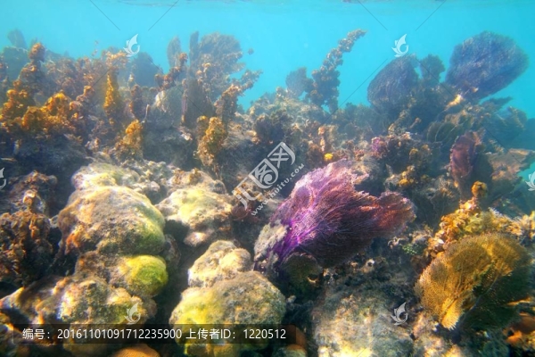 加勒比海的熱帶珊瑚礁在瑪雅海濱