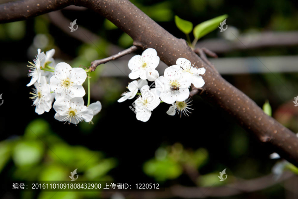 盛開的樹花