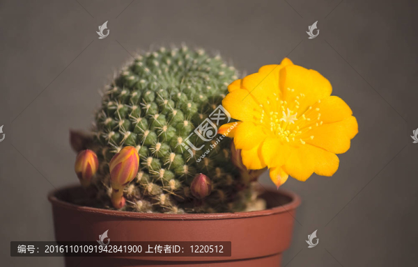 盛開的仙人掌
