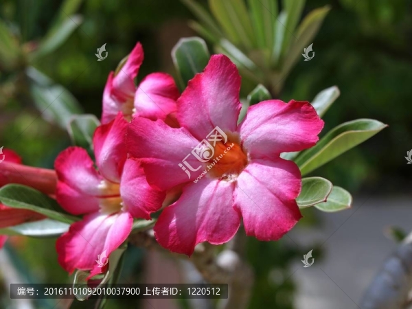 沙漠玫瑰；沙漠玫瑰