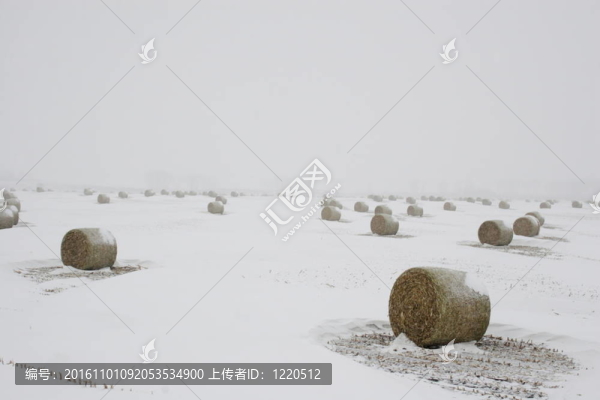 干草在暴雪保釋