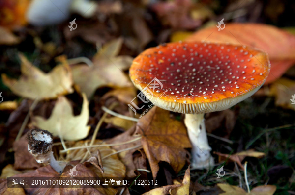 紅蘑菇
