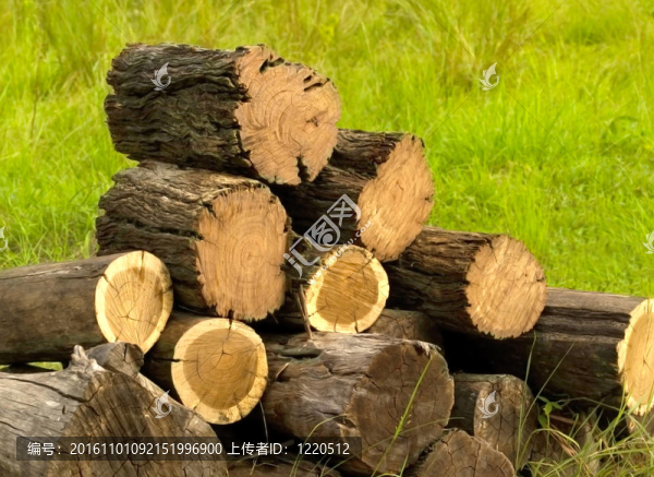 原木切割電鋸準(zhǔn)備柴火堆