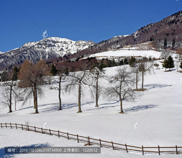 冬季阿爾卑斯山雪與樹的全景